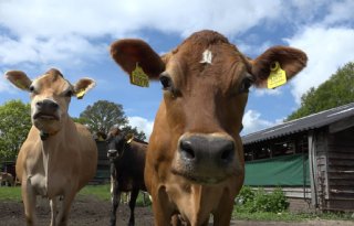 Henri+Willig+naar+100+procent+biologische+merken