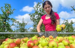 Fruitteler tevreden over appeloogst na lastig seizoen