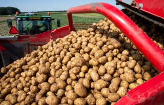 Matige aardappeloogst na laat en moeilijk voorjaar