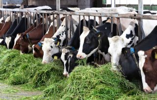 Halvering van uitstoot in melkveehouderij nog niet in zicht