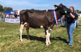 Hoftijzer+Holsteins+heerst+in+Hellevoetsluis