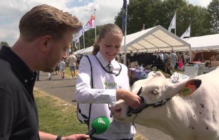 Stadse Jaap op veekeuring: koeien wassen, emmertje stront en trotse winnaars