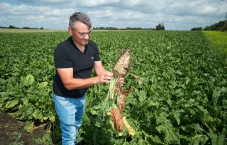 Poolse landbouw onder druk door Oekraïne, droogte en kleine schaal