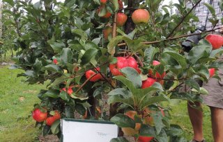 Twee nieuwe zomerrassen voor appeltelers beschikbaar