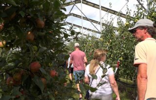 Proeftuin Randwijk test overkappingen en toekomstgerichte fruitrassen