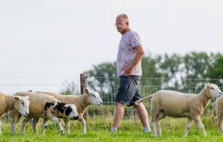 Blauwtong slaat zwaar getroffen schapenhouder nog niet uit het veld