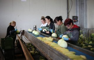 Arbeid en energie drukken hard op kostprijs van Zwitserse groenteteler