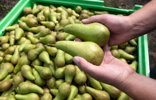 Europese perenvoorraad bijna 20 procent lager dan vorig jaar