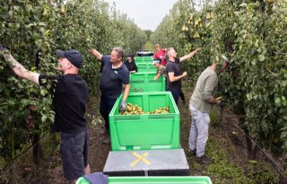 'Hagel in april heeft peren een douw gegeven'