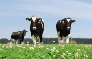 De financiële voordelen van klaver in grasland