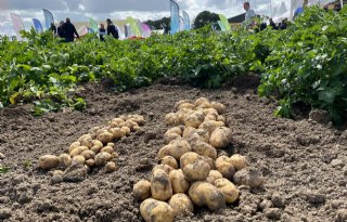 Groeicurve aardappelen volgt lijn van 2023