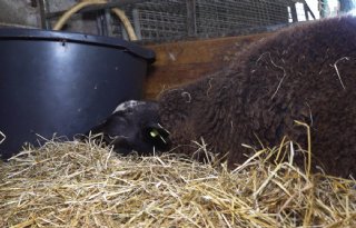 Veel+meer+variatie+in+verschijnselen+blauwtong+bij+schapen