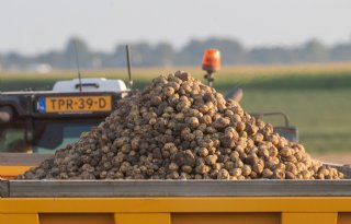 Aardappeltelers+slaan+flinke+slag+met+oogstwerkzaamheden