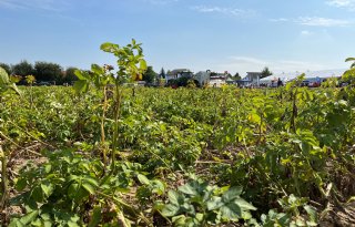 NEPG: aardappelareaal groeit 5 procent