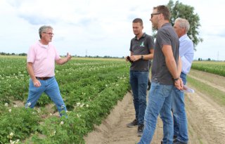 'Ook met minder stikstof groeien aardappelen knetterhard'