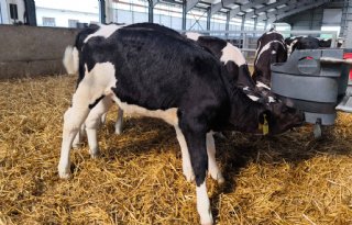 De werking en het effect van kalverdrinksysteem Milkbar