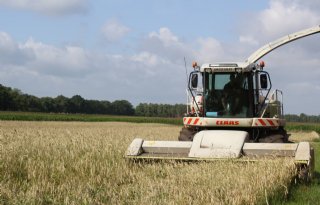 Snelle Lente Rogge: vanggewas en eiwitproducent in één