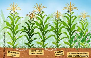 Maisrassen+moeten+passen+bij+veehouder