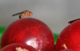 WUR onderzoekt inzet natuurlijke roofvijand tegen suzuki-fruitvlieg