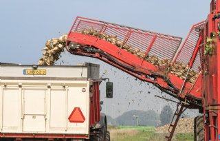 Cosun: inzaai groenbemester voorkomt korting op stikstofnorm