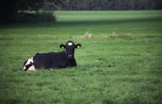 GD start onderzoek naar kengetallen voor dierenwelzijn