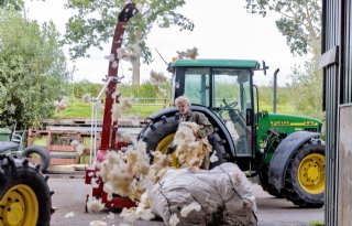 ‘Wol in de grond houdt water vast, denk ik’