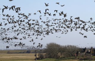 Hoge infectiedruk vogelgriep bij wilde vogels: ook vossen, kat en zeehond besmet