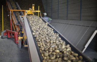 Fors+hoger+verlagingspercentage+voor+pootgoed