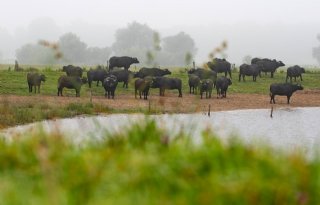 'Met koeien maak je gewoon ijs, maar wij hebben buffelijs'