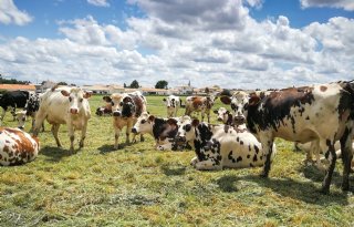 Zuivelreus Lactalis snijdt in melkaanvoer