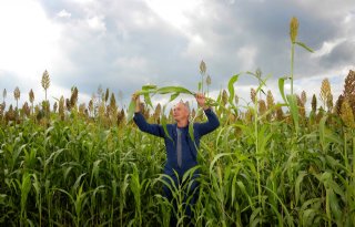 %27Sorghum+past+goed+bij+de+behoefte+van+melkgeiten%27