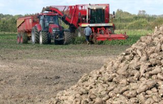 Zeeuwse+cichoreiteler+tevreden+over+oogst%3A+50+ton+per+hectare