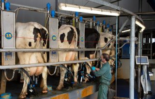 De vaart is er voorlopig even uit op de zuivelmarkt