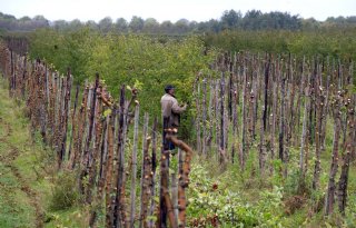 Veertienjarige+appelstammen+gaan+weg+voor+brandhout