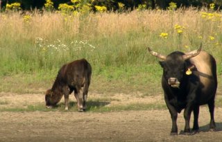 Nederlandse taurossen in beeld voor Schotse Hooglanden