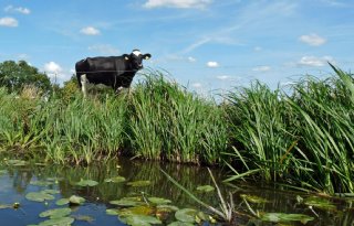 Hoger grondwaterpeil helpt biodiversiteit veengebieden niet vooruit