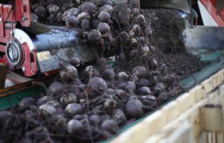 Nieuwe vakgroep moet vollegrondsgroente uit de schaduw halen