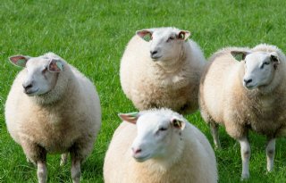 Tientallen schapen gedood en gewond in Friesland