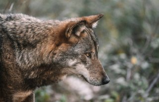 Verlaging beschermde status wolf stap dichterbij met voorstel Europese Commissie