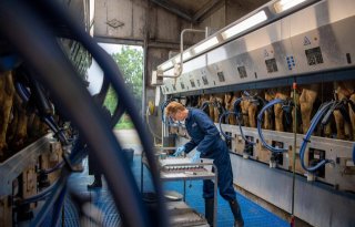 Melkproductie en levensduur rundveestapel stabiliseert