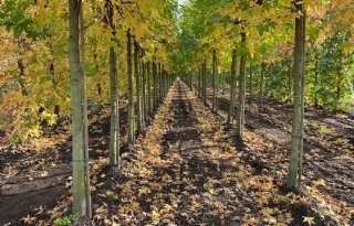 Open sierteelt leeft voorschriften juist middelengebruik slecht na