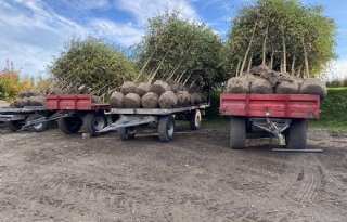 Rendement in boomteeltsector staat onder druk