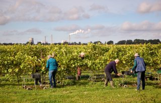 %27Aardappelen+praten+niet+terug%2C+wijnliefhebbers+doen+dat+wel%27