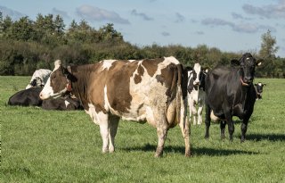 Drenthe in hoger beroep tegen handhavingsverzoeken PAS-melders