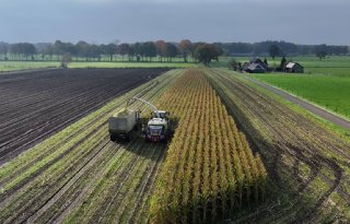 Melkveehouder Bert Wissels opgelucht dat mais eraf is