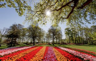 Keukenhof inventariseert behoefte aan stimuleringsfonds