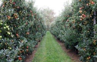 'Druk bacterievuur in fruitteelt neemt de komende jaren toe'