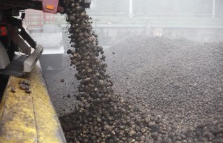 Zetmeelgehalte van Avebe-aardappelen ligt iets hoger
