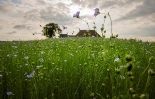 Behoud+cultuurlandschap+Waddenkust+krijgt+extra+boost