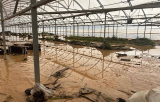 Noodweer+Spanje+verwoest+ook+uitgangsmateriaal+mammoetgras